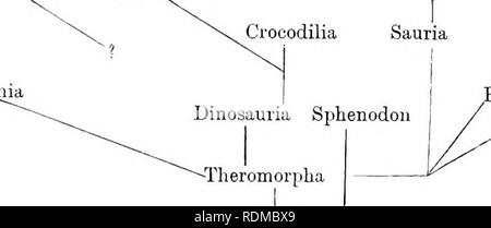 . Die Cambridge Natural History. Zoologie. 282 REPTILIA Familien kann nicht geändert werden, und Begriffe wie Super - Familien und super-Bestellungen werden manchmal mit jenen, die nicht wie stern Tatsachen ins Gesicht zu sehen. Die Reihenfolge der Gruppen, obwohl so viel wie möglich in aufsteigender Reihenfolge angeordnet sind, ist notwendigerweise so unnatürlich wie die Karten in einem Atlas. Wir können noch nicht zufriedenstellende phyletic Baum der Eeptiles konstruieren. Die Proreptilia witli verbinden Sie die Amphibien. Neben dem Prosauria mit Sp] ienodo 7 Ich unter den Prosauri als Schlüssel zu den meisten anderen Gruppen folgen. Dann folgen Sie den Stockfoto
