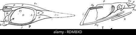 . Die Cambridge Natural History. Zoologie. Abb. 55.- Diagramme von Schädeln, die insbesondere die Zusammensetzung des knöchernen Bögen des orbito-zeitliche Region. L, Pythonomokpha. Clidastes, S. 490. M, N, 0, Lacertilia, S. 496. M, Varanus, s. 543; N, Uromastix, S. 24; O, Lacerta, S. 550. P, ICHTHTOSAURIA, S. 479. Ichthyosaurus, S. 483. Q, Pterosaueia, S. 484. Dimorphodon, S. 486. R, AvES, generalisierte, zum Vergleich. S, Mammalia, generalisierte, zum Vergleich. T, Ophidia, S. 581. O, kondylus der Unterkiefer; Col, columella cranii; F, frontale;/, interparietal oder Zirbeldrüse foramen; l. EIN, inneren Winkel der m Stockfoto