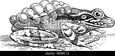 . Die Cambridge Natural History. Zoologie. 198 ANURA Vers bläulich Bars, die unter Teile sind weißlich. Seine Größe ist unter 2 Zoll. Goeldi hat es oft in die Hüllen des verfallenden Banane - Blätter gefunden. Es Klebstoffe die Klumpen von Eiern an den Kanten und an der Innenseite der verwelkte Blätter, wo auch während der heißen Stunden des Tages ausreichend Kühle und Feuchtigkeit bleiben erhalten. Diese Klumpen sind in ein schaumiges Stoff, in dem die fast verwandelt Kaulquappen beobachtet werden können wriggling umhüllt. Wenn diese in Wasser gelegt werden, alle wird in ein paar Stunden sterben. H." polytaenia Einlagen seine Eier in freien, klumpige Masse Stockfoto