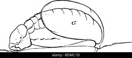 . Die Cambridge Natural History. Zoologie. ICHNEUMON - fliegt 555 drei Tage der Arbeit, es stirbt. Im Fall von Thalessa Es wird festgestellt, dass es manchmal auch Bohrungen in Holz, in denen es keine Larven, aber Eiley denkt, diese falsche; es ist, auf der anderen Seite, dass das Insekt nach Eindringen in das Holz häufig nicht in der Lage ist, die ovipositor zurückzuziehen, und in der Folge stirbt. Hewlett-packard hat aufgezeichnet,^ ohne Nennung der Arten, die eiablage eines Ichneumon, von denen das Ei extern deponiert. Es war auf dem Kopf der Raupe gelegt, und rasch geschlüpft, die jungen Larven auf einmal langweilig. Stockfoto