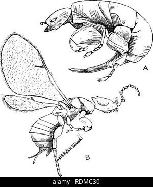 . Die Cambridge Natural History. Zoologie. Abb. - Insekten 547 Eiley Aufmerksamkeit^ auf einige Fakten in Verbindung mit/aufgerufen hat. Tritici und/. Grande, die deutlich machen, dass diese beiden angeblichen Arten sind wirklich Alternativen nachkommen, und beide Generationen sind wahrscheinlich in größeren Teil, wenn auch nicht ganz, Parthenogenetisch. Einige Arten der Gattung Megastigmus sind bekannt von Phytophagen Gewohnheiten.^ Die interessantesten aller Formulare der Chalcididae sind vielleicht die sogenannten Abb. - Insekten. Eine beträchtliche Anzahl von Arten sind jetzt bekannt, und unter ihnen treffen wir uns mit der ungewöhnlichen Phänomen der Holzarten Stockfoto