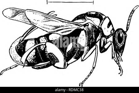 . Die Cambridge Natural History. Zoologie. 540 HYMENOPTERA. und Aphididae, und einige Kaution ihre Eier in das Ei - Fälle von Blattidae. Die Details der Lebens-Geschichte sind nur in wenigen Fällen bekannt. Die Karriere des Leucospis gigas wurde von Fabre untersucht, und weist eine sehr bemerkenswerte Form der hypermetamorphosis.^ Dieses Insekt ist der vergleichsweise große Größe und Farben, Wasp, schwarz mit Gelb, wie im Fall der Wespen; und wie diese hat es die Flügel gefaltet oder verdoppelt. Das Weibchen trägt einen langen ovipositor, die durch eine eigentümliche Modifikation Abb. I5 &Amp;.- Leucosp Stockfoto