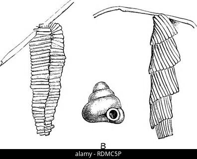 . Die Cambridge Natural History. Zoologie. 394 LEPIDOPTERA. Abb. 197.-Basl; ets oder Fällen, der Psj ' cliidae. A, Amicta quadranrfulnris; B, Apterona (oder Cuch - lophora) valvata; C, Chalia hockinrfi. Wie die Oberfläche einer Shell. Psyche Helix ist nach Ingenitzky/in großer Zahl in der Nähe des Issyk-kul in Zentralasien, wo die Larven ernähren, in ihrer Schnecke - Shell - wie erleichtert, auf Gras, wie Schnecken. Könnte nur Frauen aus diesen Larven, aufgezogen werden. Bei Chalia hockingii (Abb. 19 7 C) besteht aus kleinen Stücken Holz auf die richtige Länge geschnitten, und spiralförmig angeordneten, damit für Stockfoto