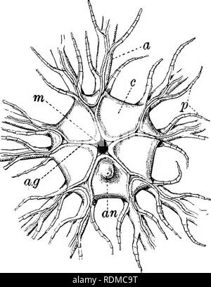 . Die Cambridge Natural History. Zoologie. CRINOIDEA - ANATOMIE DER ANTEDON S8i stalkless Formen sind vergleichsweise häufig. Wählen wir als Typ für die Beschreibung der gemeinsamen Feder-star, Rosacea (Antedon bifida), die in einer Tiefe von zehn Faden aus dem Süden ausgebaggert werden kann - die Westküste von England. Das Tier besteht aus einem kleinen flachen Kelch, von dem strahlenförmig zehn lange zarte Arme, jeder mit einer doppelten Reihe kurzer Zweige "pinnules." In der Mitte des aboral Oberfläche können die Centro-dorsalen Platte (Abb. gesehen werden. 265, c) einen Knopf - wie Stumpf der abgebrochenen s Stockfoto