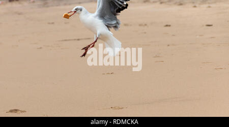 Eine Nahaufnahme eines weißen und grauen Möwe, die ein Stück Nahrung im Mund aus dem Sand abgeholt hat am Strand und fliegt Stockfoto