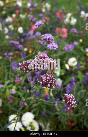 Verbena bonariensis Lila Blume Stockfoto