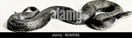. Vögel in anderen Ländern, Reptilien, Fische, gelenkige Tiere und niedrigeren Formen;. Zoologie; Vögel, Reptilien und Fische. 196 DIE LEBENDEN TIERE DER WELT und sind mit Emaille, damit zusätzliche Kehle - Zähne. In der Regel wird diese Schlange lebt von den Eiern, die von den kleineren Vögeln, aber wenn diese Versorgung ist bekannt, dass die Bäume und Rob Henne zu verlassen - Quartiere, in der Lage, trotz ihrer vergleichsweise geringen Größe, sein Mund- und Rachenraum für den Empfang eines Hühnereis zu weiten. Das Ei ist in Längsrichtung durch die Aktion von der Kehle Split - Zähne, die Inhalte geschluckt, und die Shell auswerfen Stockfoto