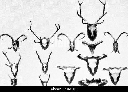 . Big Game schießen im oberen Burma. Jagd; Zoologie. "XT V v Wy v41 i 4^. Bitte beachten Sie, dass diese Bilder sind von der gescannten Seite Bilder, die digital für die Lesbarkeit verbessert haben mögen - Färbung und Aussehen dieser Abbildungen können nicht perfekt dem Original ähneln. extrahiert. Evans, George Patrick Elystan, 1872 -. London: Longmans, Grün Stockfoto