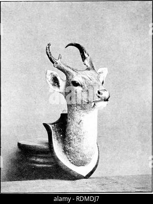 . Big Game schießen im oberen Burma. Jagd; Zoologie. Bellende Rehe {Cervulus Aureus). Bitte beachten Sie, dass diese Bilder sind von der gescannten Seite Bilder, die digital für die Lesbarkeit verbessert haben mögen - Färbung und Aussehen dieser Abbildungen können nicht perfekt dem Original ähneln. extrahiert. Evans, George Patrick Elystan, 1872 -. London: Longmans, Grün Stockfoto