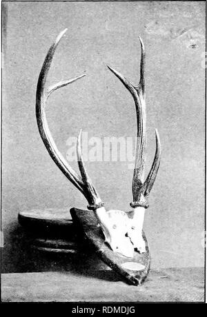 . Big Game schießen im oberen Burma. Jagd; Zoologie. HOG HIRSCH (CERVUS Porcinus). Bitte beachten Sie, dass diese Bilder sind von der gescannten Seite Bilder, die digital für die Lesbarkeit verbessert haben mögen - Färbung und Aussehen dieser Abbildungen können nicht perfekt dem Original ähneln. extrahiert. Evans, George Patrick Elystan, 1872 -. London: Longmans, Grün Stockfoto