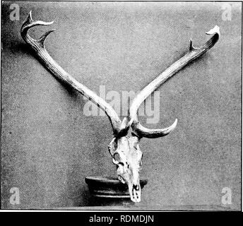 . Big Game schießen im oberen Burma. Jagd; Zoologie. Stirn- GEWEIHTRAGENDE ROTWILD {Cervus Eldi). Bitte beachten Sie, dass diese Bilder sind von der gescannten Seite Bilder, die digital für die Lesbarkeit verbessert haben mögen - Färbung und Aussehen dieser Abbildungen können nicht perfekt dem Original ähneln. extrahiert. Evans, George Patrick Elystan, 1872 -. London: Longmans, Grün Stockfoto