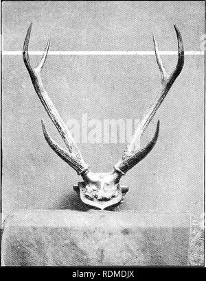 . Big Game schießen im oberen Burma. Jagd; Zoologie. Malaiische SAMEUR (Cervus Equinus). Bitte beachten Sie, dass diese Bilder sind von der gescannten Seite Bilder, die digital für die Lesbarkeit verbessert haben mögen - Färbung und Aussehen dieser Abbildungen können nicht perfekt dem Original ähneln. extrahiert. Evans, George Patrick Elystan, 1872 -. London: Longmans, Grün Stockfoto