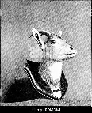 . Big Game schießen im oberen Burma. Jagd; Zoologie. [GOORAL Netnorhczdus GoraT). Bitte beachten Sie, dass diese Bilder sind von der gescannten Seite Bilder, die digital für die Lesbarkeit verbessert haben mögen - Färbung und Aussehen dieser Abbildungen können nicht perfekt dem Original ähneln. extrahiert. Evans, George Patrick Elystan, 1872 -. London: Longmans, Grün Stockfoto