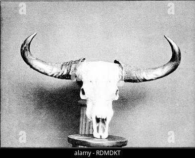 . Big Game schießen im oberen Burma. Jagd; Zoologie. BANTING (Bos) idaicus). Bitte beachten Sie, dass diese Bilder sind von der gescannten Seite Bilder, die digital für die Lesbarkeit verbessert haben mögen - Färbung und Aussehen dieser Abbildungen können nicht perfekt dem Original ähneln. extrahiert. Evans, George Patrick Elystan, 1872 -. London: Longmans, Grün Stockfoto