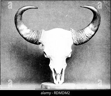 . Big Game schießen im oberen Burma. Jagd; Zoologie. GAUR ODER BISON (Bos Gaurus). Bitte beachten Sie, dass diese Bilder sind von der gescannten Seite Bilder, die digital für die Lesbarkeit verbessert haben mögen - Färbung und Aussehen dieser Abbildungen können nicht perfekt dem Original ähneln. extrahiert. Evans, George Patrick Elystan, 1872 -. London: Longmans, Grün Stockfoto