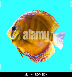 Tropische gestreifte Süßwasser Fische in einem Aquarium. Isoliert Foto auf blauem Hintergrund. Solche Fische wie für Kinder, Künstler und Website Designer ziehen. Stockfoto