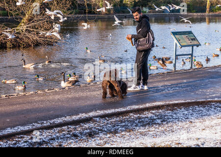 Mann Fütterung Enten, Schwäne und Möwen am Ropner Park, Stockton on Tees, England, Großbritannien und brauner Hund kneifen Essen Stockfoto