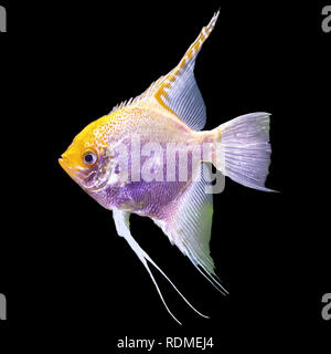 Tropische gestreifte Süßwasser Fische in einem Aquarium. Foto auf schwarzem Hintergrund isoliert. Solche Fische wie für Kinder, Künstler und Website Designer ziehen. Stockfoto