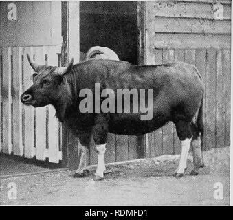 . Säugetiere von anderen Ländern;. Säugetiere. Die Hohle-HORNED WIEDERKÄUER 189. Foto von Tori &Amp; Sohn Kuh GAYAL TAis Tier ist nicht unähnlich der Gaur. Seine punkte Differenz sind in die Hörner und in der Farbe der Haut von der Nase bis zum Schwanz. Die Farbe der ausgewachsenen Gaur ist Dunkelbraun, Schwarz; die Beine oberhalb der Knie- und Sprunggelenke auf die hufe sind weiß, die Haare werden kurz und fein. Seine Hörner sind umgedrehten, und mit Schwarz, mit weißem Haar über die Kreuzung auf der Oberseite der Schädel. Die Kühe sind viel kleiner als die Stiere, stehend über S Füße hoch Stockfoto