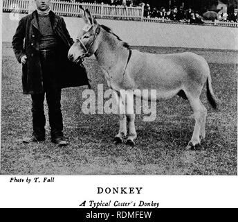 . Säugetiere von anderen Ländern;. Säugetiere. POLO-PONY verschiedene Rassen von Ponys sind in diesem Spiel verwendet, aber die meisten Am heutigen Tag geschätzt sind die Englisch-bred Neiv Wald, Dartmoor, Exmoor, oder Welsh Ponys. : V; X wenn - ich J-WMLi^ SJUJlUmu;. ) Ntaste Coster Donkey's Dies ist ein Eingeborener der Shetland Inseln und bemerkenswert für seine geringe Größe, Fügsamkeit und hardihood. Es ist erlaubt zu laufen fast wild, und fast vollständig für sich selbst Futter im Winter Es wächst ein Wappen der großen Länge, die bald verfilzt, bildet einen sehr wirksamen Schutz gegen Kälte und Nässe. AndNEW TheDARTMOOR, Exmoor, Stockfoto