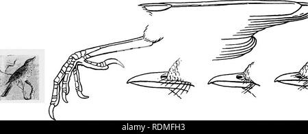 . Die Vögel von Illinois und Wisconsin. Vögel, Vögel. 28 Field Museum of Natural History - Zoologie, Vol. IX. Familie TURDID. S;. Amseln, Rotkehlchen, Drosseln. Siehe Seite 271. Teil 2. Erste primäre, mehr als halb so lang wie Dritte. V-I-V-Zehen, vier, Hind toe nicht über den Rest erhöhten; Nasenloch, Öffnung in einem weichen, fleischigen Membran; Tarsus, die in der Regel kürzer als die Zehen. Familie COLUMBID. Ffi. Tauben und Tauben. Siehe Seite 139. Zehen, vier, die Hinterbeine toe erhöht über dem Rest; Bill, eher kurz und stämmig; Flügel, kurze und etwas gerundet, die äußeren Vorwahlen gebogen.. Bitte beachten Sie, dass diese Bilder sind ext Stockfoto