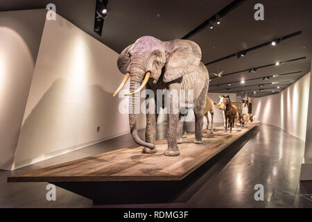 Dresden, Deutschland - 13 November 2018. Innenansicht der militärischen Geschichte Museum in Dresden, mit einer Anzeige thematisch auf die Verwendung von Tieren im Militär. Stockfoto