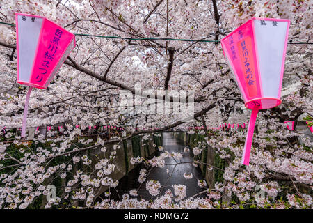 Meguro Fluss unter Kirschblüten, Tokio, Japan. Stockfoto