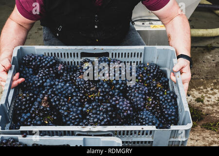 Hohen Winkel in der Nähe der Person, die graue Kiste frisch gepflückte Trauben von schwarzen Trauben auf einem Weingut. Stockfoto
