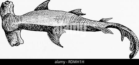 . Kapitel auf der natürlichen Geschichte der Vereinigten Staaten. Zoologie. Der VEREINIGTEN STAATEN von 73 auf einmal, auf blickend in ihren Tiefen, ich wurde überzeugt, dass eine enorme braunen Fisch allmählich kommt an die Oberfläche. Als Bösewicht es näherte, wurde er mehr aktiv, aber was Festes meine Aufmerksamkeit vor allem, war die merkwürdige Form von seinen Kopf. Auf beiden Seiten es seitliche-Weise produziert wurde, die Extremität wird durch das Auge belegt. Diese waren groß und wurden in ihren Socke gerollt - ets in die grauenvolle Art und Weise. Es war ein Muster des gefürchteten Hammerhai (Zygcena Hammer) und muss bei Le wurden Stockfoto