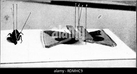 . Die Natur Studieren und Leben. Die Natur studieren. PLAN FÜR INSEKT STUDIE 55 als Schrott, Glas, Glasbruch aller Größen und alte foto-grafischen Negative 1 können auf diese Weise verwendet werden, die Kosten, entweder an die Kinder oder die Schule, für die Montage einer guten Sammlung von Insekten müssen praktisch nichts, auch nicht der Preis der insect Pins. Verbreitung. - Da wir jetzt über eine klare Vorstellung von dem, was wollen wir mit unseren Insekten zu tun, die Frage der Ausbreitung - Arrang-ing Flügel und Beine, so dass Sie wird zeigen, was wir wollen. Abb. i 8. Neue Methode der Insekten verbreitet zu sehen - wird einer der gewöhnlichen gesunden Menschenverstand. Während Th Stockfoto