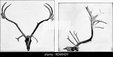 . Die American Natural History: eine Stiftung für nützliches Wissen der höheren Tiere von Nordamerika. Natural History. WOODLAND CARIBOU 135 Woodland Caribou nicht zahlreiche irgendwo in den kanadischen Nordwest Territorien, die in allen meinen Reisen für die Geologische Übersicht von Kanada, die sich über den Zeitraum vom 1. SS3 bis 1898, sah ich ein Dutzend dieser Tiere, obwohl Hunderte von verschiedenen Gelegenheiten habe ich die große weite sah - Verbreitung Titel. Die Einzige, die ich je geschossen wurde die Fütterung auf einem felsigen Hügel, neben einem Bach, fließt an der Ostseite des Lake Winnipeg, und sein Kopf ist jetzt hängen Stockfoto