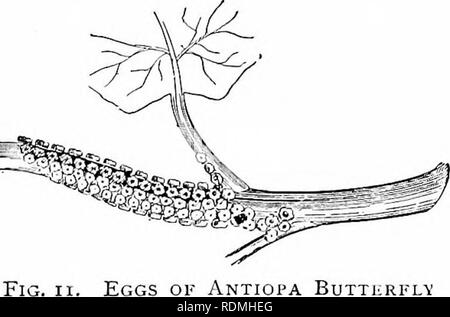 . Die Natur Studieren und Leben. Die Natur studieren. PLAN FÜR INSEKT STUDIE 47. Eier von Antiopa Butthrflv Blumen und wertvollsten Sorten von Obst. So wichtig diese grosse Arbeit, die ständig die Frage stellt sich: Könnte es nicht schaden, wenn wir die Zahl der Insekten zu viel reduzieren? Die praktische Antwort muss in einer Studie, in der die einzelnen Arten von Insekten gesucht werden, aber es ist sicher zu sagen, dass die meisten der schädigenden Arten wenig oder keine gute, Zerstörung von Ihnen tun, ist das einzige Problem. Es ist auch ein wunderbarer Zufall, dass die nützlichsten und gutartige aller Insekten, die honigbiene, ist praktisch sufficien Stockfoto