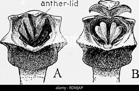 . Mein studio Nachbarn. Natural History. Ein paar einheimische Orchideen 217 Arbeiten an der Spitze der Ähre. Er stößt mit seiner Zunge in die enge Öffnung (G). Die Membran der Schutz der Pollen-Drüse, so dass-ly berührte, Brüche, wie beschrieben, und die exponierte Drüse heftet sich an der Zunge, mit - wie bei H, gezeichnet und auf dem Insekt anthere Deckel entfernt. "Sfigmd. 'J membrano. c. Bitte beachten Sie, dass diese Bilder aus gescannten Seite Bilder, die digital für die Lesbarkeit verbessert haben mögen - Färbung und Aussehen dieser Abbildungen können nicht genau mit dem Original ähneln extrahiert werden Stockfoto