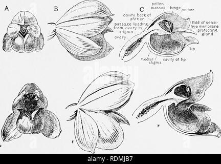 . Mein studio Nachbarn. Natural History. Ein paar einheimische Orchideen 215 frisch geöffneten Blüte (Abb. 19 A) die Spalte in - clines vorwärts und bringt die Anthere tief, und seine Unterseite directl)' gegenüber dem V-shapcd Öffnung in die Lippe, die auch ganz fest unter dem gleichmäßig konvergierenden obere Haube der Blüte geschlossen ist. Falten des sensi-e Membran profectin^ Drüse. F.g 19 Der Eingang ist somit deutlich verringert. Wenn wir In-sert eine Pin in diesem V-förmige Eingang in Kontakt mit dem sensiblen Membran unterhalb der Staubbeutel, und es ist sofort gebrochen, wie in Abb. 1 gezeigt. 20, D. Die klebrige Drüse ist Brough Stockfoto