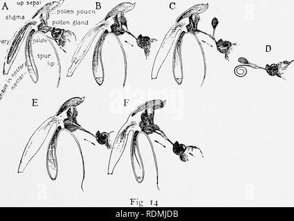 . Mein studio Nachbarn. Natural History. Ein paar einheimische Orchideen 203 In dieser Orchidee wir damit eine deutliche Adapta- Zunge der Falter oder Schmetterling finden. Ein anderes ähnliches Gerät für die Sicherstellung der not- wendigen Seite Ansatz in H. flava (Abb. gesehen wird. 15), eine gelbliche ährentragenden Arten, die mehr oder weniger häufig in den Sümpfen und reichen alluvialen spukt.. Professor Wood Erläuterungen, botanisch, "Die tuberkel (oder Gaumen) von der Lippe ist ein bemerkenswertes Zeichen." Aber auch er hat nicht zu beachten, die ebenso bemerkenswerte Gaumen der zackigen Orchidee, gerade beschrieben, sowohl Vorschriften mit Sam. e Zweck, die Insu Stockfoto