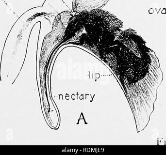 . Mein studio Nachbarn. Natural History. Ein paar einheimische Orchideen 197 âS! H*:! ifSSÂ £ S t^-Si^^ - ich Kopf, vielleicht die Augen, der stämmige Besucher. Wie das Insekt Rückzüge aus der Blume, eine oder beide der poUinia entzogen sind, wie bei B. dann im Sofort folgt eine Abwärtsbewegung, die genau die Position der Stigmatisierung vorwegnimmt, und als die Biene geht in die nächste Blüte der Pol-len Clubs sind gezwungen, gegen Sie (C), wie im vorigen Beispiel. Im Falle eines kleineren Biene, die in der Blume, Insekt wäre es notwendig, weitere in die Öffnung zu kriechen, und so seinen Brustkorb bringen Sie ein Stockfoto