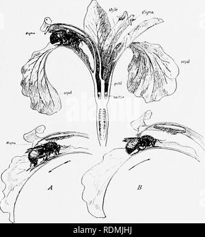 . Mein studio Nachbarn. Natural History. Das BEGRÜSST DER BLUMEN 131 zurück. Aus diesem Segment der Blüte (A, Abb. gesichert. 7), er fährt mit der nächsten; aber die Haltbarkeit wie Schande erwartet ihn an der Tür, und Kratzern aus oder reibt ein paar Körner der Pollen. Abb. 7 von seinem Rücken (B). So fährt er fort, bis das dritte Segment erreicht wird, von dem er trägt eine frische Ladung von Pollen zu einer anderen Blüte. Es wird gesehen werden, dass nur die äussere Seite der AP-pendage Stigmatische ist und somit ist es natürlich unmöglich, mit der blauen Flagge zum Selbst - Nur befruchten. Bitte beachten Sie, dass diese Stockfoto