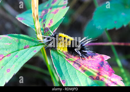 Ein gelb-schwarz getupft tussock Raupe kriecht auf Blätter. Stockfoto