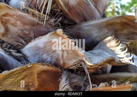 Palm Tree bark Nahaufnahme trunk Stockfoto