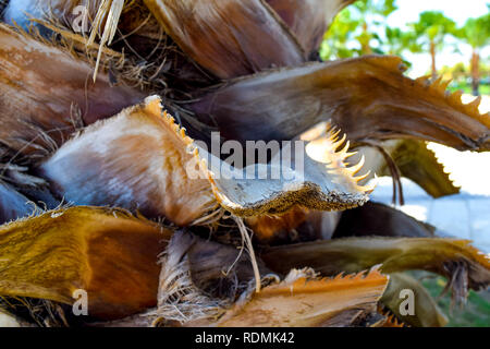 Detail der Palm Tree Trunk im Park Garten Stockfoto