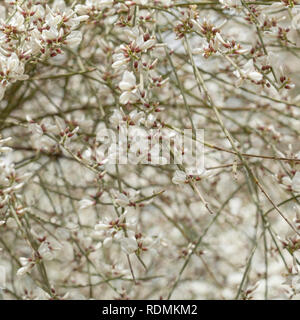 Flora von Gran Canaria - Retama rhodorhizoides, endemisch auf den Kanarischen Inseln Stockfoto