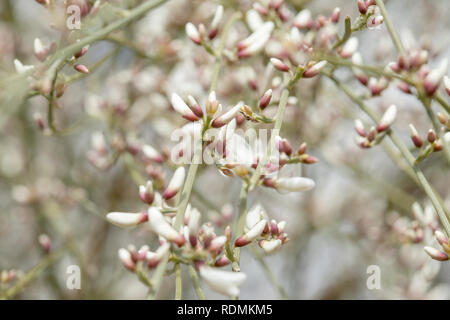 Flora von Gran Canaria - Retama rhodorhizoides, endemisch auf den Kanarischen Inseln Stockfoto