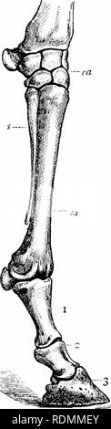 . Lehrbuch der Zoologie für angehende Studenten. Zoologie. MAMMALIA. 311 nutbing sijecial; und tlie Radius und ulna sind in der Regel in den f (ire-arm, obwohl Sie möglicherweise verschmolzen miteinander, oder der Ulna werden wollen. w Bild präsentieren. 222.-A, Foi-e-Bein von Ochsen (Dos sticheleien). B, Iliml-Bein der Hirsch (Ceri) ist daplius).ca, Karpal; ta Tar.sus; c" Canon-bone", bestehend aus tlie United metacarpals oder Metatarsals der Dritten und fourtli Ziffern.. Schwein. 223.-Vorderteil - Bein des Pferdes. ca Carjius; vi Metaearpal der dritten Ziffer; 5"-Schiene - Knochen, "oder rudimentäre Met - acarpal; 1, erste Phalanx oder&qu Stockfoto