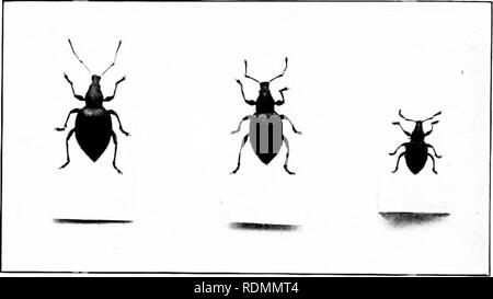 . Das Insekt und anderen alliierten Schädlinge der Obstgarten, Bush und Treibhaus Früchte und ihre Prävention und Behandlung. Schädlinge; Obst. 426 Schadinsekten. Life-Histoi; y. Die lieetle ist olilong, pitchy, bekleidet mit Licht und Ijrown ashy Behaarung, eng mit Braun und blass gelblich-ljrown Skalen, die den flügeldecken geben einen Tesselliert appenrence, mit Keratitis Linien oder Stria^ abgedeckt, die Löcher mit Skalen auf jeder, die Sie lembeh scheinen, die Tribüne kurz und Spatelförmig, den Thorax granuliert (sehr grob in der Mitte); die Beine sind rot oder rötlich-braun mit schwarzen tarsi. Thei 'e gibt keine Stockfoto