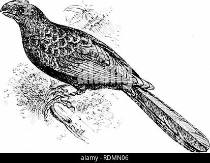 . Wunder der Vogelwelt. Vögel. Kapitel XI PARASITÄRE VÖGEL. Die Ani von Jamaika {Croto/fhag-a Anl). Der koel und die Myna - Die gemeinsame Kuckuck - Die Migration und winter home - Die Ähnlichkeit der seine Eier, die denen der Pate - der Auswurf der Jungen des Letzteren - Die Kuh - Vögel auf jedem anderen parasitären - die Verschachtelung der Ani oder Savana Kuckuck von Jamaika. Einer der wunderbarsten Tatsachen in Verbindung mit pro-tective Färbung der Vögel wurde von Herrn John Whitehead, wenn er unterwegs war, auf der Insel Palawan auf den Philippinen. Um dieses Phänomen zu verstehen, zu Recht, ein Stockfoto