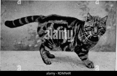 . Säugetiere von anderen Ländern;. Säugetiere. Die KATZE STAMM 71. Foto von E.LandorJ Ealing KURZHAARIGE TABBY Dieses ist vielleicht der berühmteste Cat miv Li-Ving. Es hat gewonnen - m weniger als 200 Preise der Nächsten bis zur Perfektion vielleicht, und doch zugleich sehr weich und fein, ist die blaue Katze, selten in England als eine englische Katze, aber in den meisten anderen Ländern, und in Amerika die Maltesische Katze namens - für's fashion Willen wahrscheinlich, da es zu weit dort verteilt als ausländischer Herkunft lokalisiert werden. Es ist im Bergbau und landwirtschaftliche Viertel, direkt abseits der ausgetretenen Pfade Stockfoto