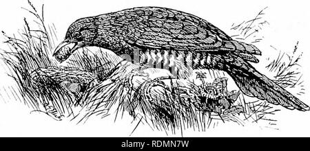 . Wunder der Vogelwelt. Vögel. Kapitel VI das Nisten von Vögeln, die Aufträge und die Familien der Vögel, mit deren Verschachtelung - Allgemeine Bemerkungen darauf - Trottellummen und ihre Eier. Die gemeinsame Kuckuck {Cnciihts cntiortix). Das Gebäude der Nester ist fast ausschließlich für die Mitglieder der Klasse Aves beschränkt, sondern ist nicht so ausschließlich, wie viele andere Tiere bauen Nester, wie dem stickle - wieder unter den Fischen, die Ernte Maus unter den Mam-mals, beim Stillstehen oder Nester, wie sie genannt werden, sind nicht unbekannt in den höheren Affen, wie die Orang-Utans und Schimpansen. Weitere Instanzen cou Stockfoto