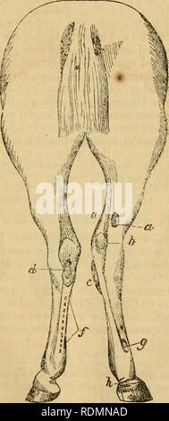. Die ausgebildeten Pferd: Pferde und andere Tiere in Wort, Zeichen, oder Signal zu gehorchen, zur Arbeit oder fahren: Auch die Zucht von Tieren, und Entdeckung in Tierphysiologie: und die Verbesserung von Haustieren. Pferde; Tiere; CHR 1854; PRO Rogers, Fairman, 1833-1900 (Spender); PRO MacNair, John (Autograph, New Orleans, 24. März 1855). Krankheiten des Pferdes. 217 Sie nasse sollte der Fuß so oft wie möglich und weiche Fett verwenden, und Leinöl. Die beste Regel, die Breite ist der Hinterfüße, können Sie es als breite Ausdehnung, für die Natur bildet den Vordergrund Fuß größte. Wenn die Contra Stockfoto