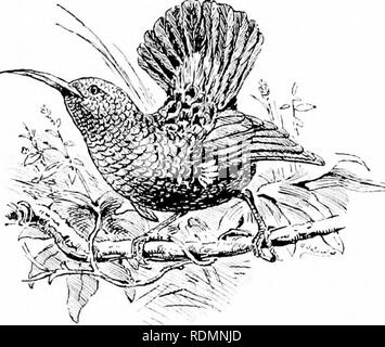 . Wunder der Vogelwelt. Vögel. Kapitel III Dekoration in den Vögeln. Die Splendid-Vogel. Der Unterschied in der Färbung der Geschlechter - Evolution der Arten - Sonne - Vögel - Vögel von Paradies - Leier - Vögel - motmots - Papageientaucher - die Methoden, mit denen Vögel accjuire ihr Gefieder. Die Dekoration eines Vogels ist in der Regel mit der männlichen Erwachsenen beschränkt. Die Weibchen und die jungen Vögel sind nüchtern im Vergleich mit dem Gefieder der alten männlichen gefärbt, und dies gilt allgemein in der gesamten Klasse Aves ist eine bekannte Tatsache. Wie zu sehen sein wird, jedoch später auf, es gibt einige bemerkenswerte Ausnahmen, in denen Stockfoto