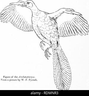 . Wunder der Vogelwelt. Vögel. Wunder der Vogel Welt damit ein Problem von großem Interesse ist auf einmal vorgeschlagen, von denen ich mehr vollständig in einem späteren Kapitel auf die geographische Verteilung der Vögel sprechen.". Abbildung des Bogens^ BOJ" tcyyx. Von einem Bild von W. S. Pycraft. Ai5&gt;" sicherlich einer der schönsten Vögel müssen die ArclicEopteryx wurden, eine archaische Art der Jurassischen^^ Alter, und nur aus der bekannten fossilen Überreste von zwei Exemplare in der lithographischen Schiefer der Solenhofen in Bayern entdeckt. Wie einige andere alte Formen der Vogelwelt, die Archccoptcryx, ox Liza Stockfoto